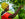 Rebuild Women's Hope coffee farmer picking a coffee cherry