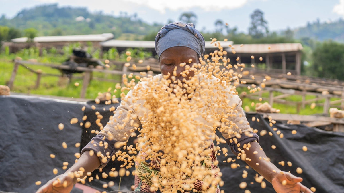 £200,000 invested in coffee-growing communities
