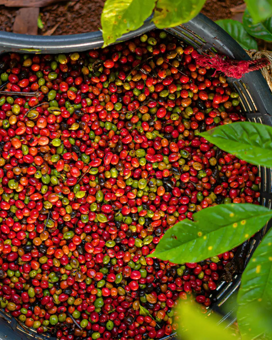 top down photo of coffee cherries