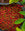 top down photo of coffee cherries